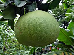 Growing Grapefruit In Backyard Of Home Garden Gardening Tips