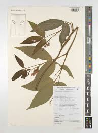 Image result for Adenodolichos punctatus