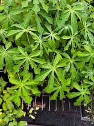 Image result for Manihot grahamii