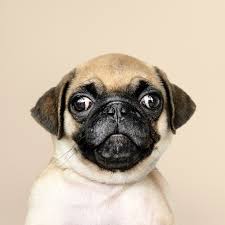 Maybe you would like to learn more about one of these? Papers Co Ipad Wallpaper Oc05 Animal Dog Pug Cute Nature