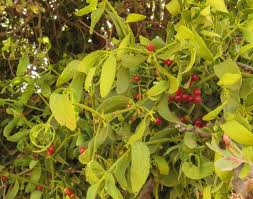 Image result for Viscum