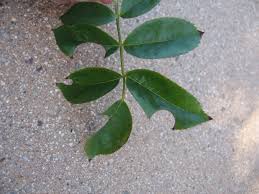 As long as it is not extensive damage, i let things be. Gv Gardeners What S Eating My Bougainvillea Leaves Get Out Gvnews Com