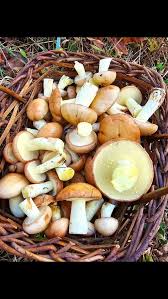 Image result for Suillus subaureus