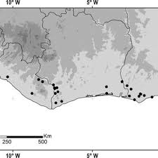 Image result for Englerodendron mengei