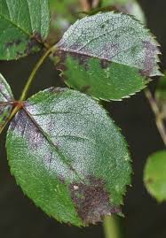 These spots are not only an eye sore, but they are sure to spread in the salty nebraska winters. Rose Tree And Disease The Most Effective Treatments