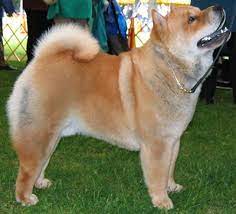 Many people crave having cute and adorable healthy pets. Chow Chow Short Haired Nonsporting Dog Breeds From The Online Dog Encyclopedia Dog Breeds Chow Chow Dogs Dogs