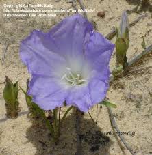 Image result for Bonamia