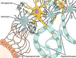 Image result for brain cell