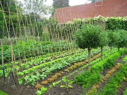 the importance of kitchen garden? quora