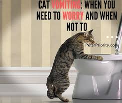 If this is the case, you should analyze whether this occurs immediately after eating or some time after eating gastritis in cats, characterized by an inflammation of the gastric mucosa, can occur in cats of all ages. Cat Vomiting When You Need To Worry And When Not To