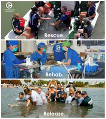 Rescue Rehab Release Support Our Mission Https Donate Cmaquarium Org Page Contribute Give To C Clearwater Marine Aquarium Marine Aquarium Marine Biology