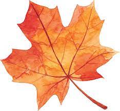 Best Maple Leaf Illustrations Royalty Leaf Illustration Maple Leaf Drawing Fall Watercolor