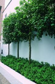 The steps above cover how to create a rock garden around trees. Fascinating Evergreen Pleached Trees For Outdoor Landscaping 1 Outdoor Landscaping Privacy Landscaping Privacy Trees Backyard