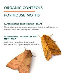 Keep in mind that moths have fantastically acute sensors to detect the odor of sweat and other bodily secretions in clothing. Clothes Moths Facts How To Get Rid Of Moths