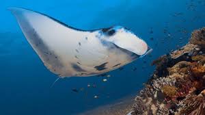 Manta Bay浮淺有機會可以看到野生魔鬼魚