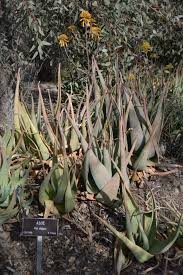 Image result for Aloe aculeata × globuligemma