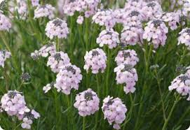 Image result for Eriosema shirense