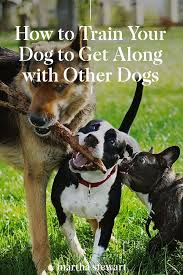 How To Train Your Dog To Get Along With Other Dogs In 2020 Training Your Dog Dogs Animal Behaviorist