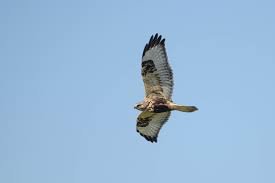 From wikimedia commons, the free media repository. Soaring Past Covid Hawks Eagles And Falcons In Washington The Mountaineers