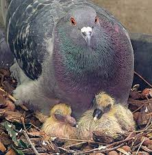 Also Ever Notice How You Never See Baby Pigeons Around That S Because They Spend Up To Two Months In The Nest That S Way Longer Than The Average Baby Birds W Baby