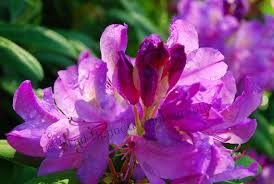 Glorious Royal Purple Rhododendron Photographic Print