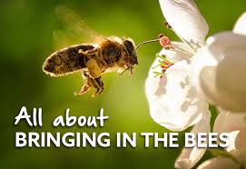 Maybe you would like to learn more about one of these? Bringing In The Bees The Barossa Co Op