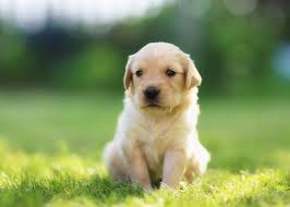 Kreative Navne Til Din Hund My Animals
