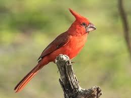 Here you can display your favorite cardinal phots, create threads and posts. Vermilion Cardinal Cardinalis Phoeniceus Birds Of The World