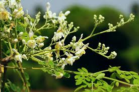 Image result for Moringa