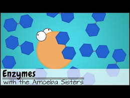 Genetic drift populations can have variety, despite being made up of the same species. Amoeba Sisters Enzymes Worksheet Jobs Ecityworks