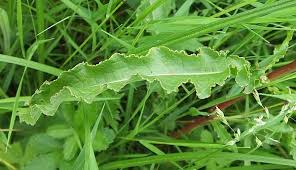 Image result for Rumex crispus