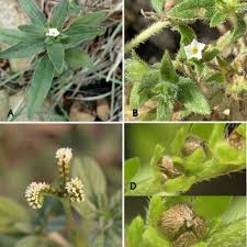 Image result for Euploca katangensis