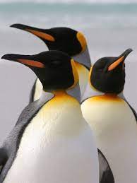 King Penguin Penguin Facts And Information Penguin Animals King Penguin Penguin Facts