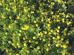 Image result for Trifolium