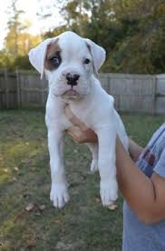 Animalssale found 32 boxer for sale in new york, which meet your criteria. Litter Of 7 Boxer Puppies For Sale In Jacksonville Nc Adn 49984 On Puppyfinder Com Gender Male S And Boxer Puppies For Sale Puppies For Sale Boxer Puppies