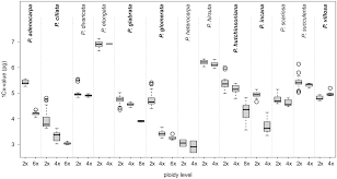 Image result for Pteronia mucronata