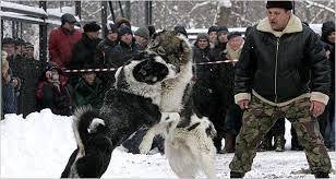 Bordeaux dog doberman and central asian shepherd dogs. A Brutal Sport Is Having Its Day Again In Russia The New York Times