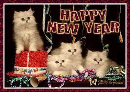 Happy New Year Happy New Year Funny Happy New Year Pictures Cat Holidays