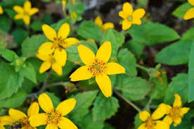 Check spelling or type a new query. 60 Flowers That Start With G Home Stratosphere