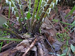 Image result for Melanospermum