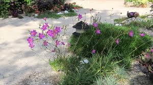 Image result for Talinum tenuissimum