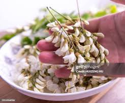 Image result for Sophora velutina