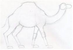 How to draw a camel. How To Draw A Camel Simple Quick In Color Pencil