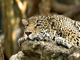 Leopard Africa Wild Animals Pictures Animals Images African Animals