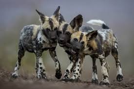 List of all purebreds and cross breed dogs in alphabetical order. Hair Transplant On Twitter Wild Dogs African Wild Dog Rare Dog Breeds