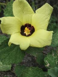 Image result for Hibiscus sidiformis