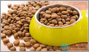 Ketika kucing masih bayi, ada beberapa hal yang mesti anda perhatikan. Tips Dan Trik Jitu Cara Merawat Anak Kucing Persia Trikmerawat Com