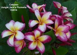 Calypso Jj Plumeria Plumeria Flowers Flower Pot Design Plumeria