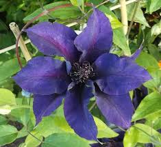 Maybe you would like to learn more about one of these? Pin On Clematis
