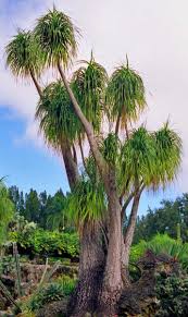 Image result for Polystachya bennettiana